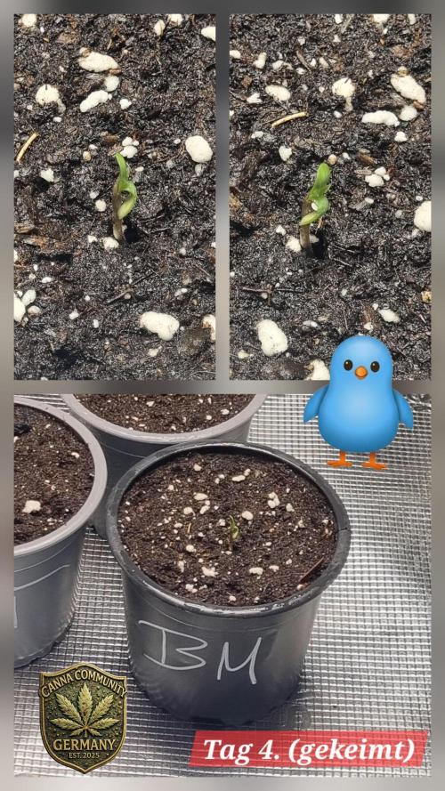Seed Supplier Project. Week 1 - Der erste zaghafte Blick aus der Erde. Ein bisschen krumm, aber der Wille ist da