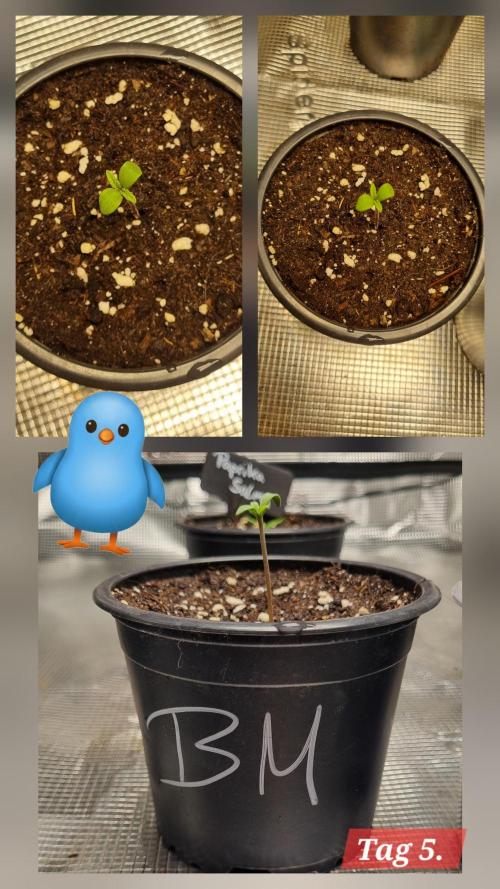 Seed Supplier Project. Week 1 - Langsam streckt sie sich. Das gekrümmte Blatt stört sie scheinbar nicht