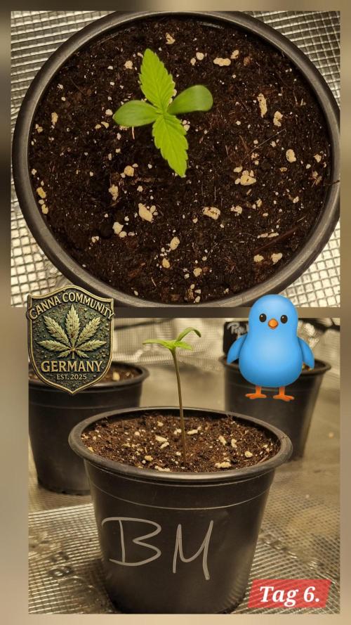 Seed Supplier Project. Week 1 - Unglaublicher Schub! Die ersten echten Blätter bilden sich