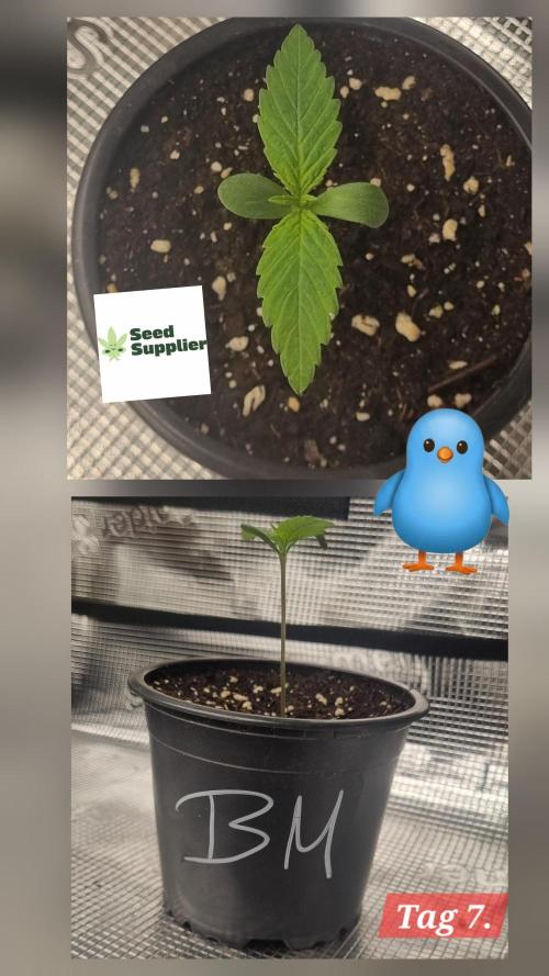 Seed Supplier Project. Week 1 - Wer hätte gedacht, dass das "hässliche Entlein" so aufholt