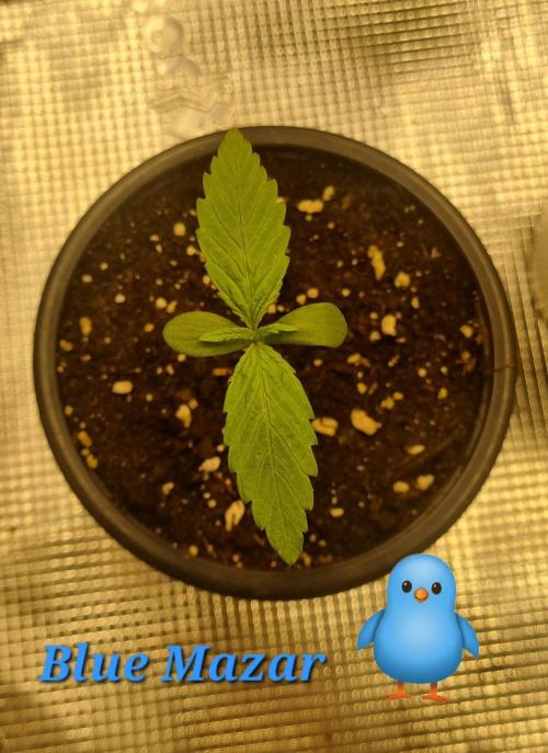 Seed Supplier Project. Week 1 - Week 1: Vom hässlichen Entlein zum High-Performer