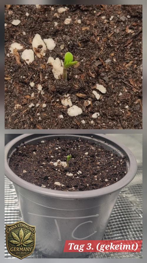 Seed Supplier Project. Week 1 - Pünktlich und munter! Der Kopf ist aus der Erde und schon sehr kräftig 