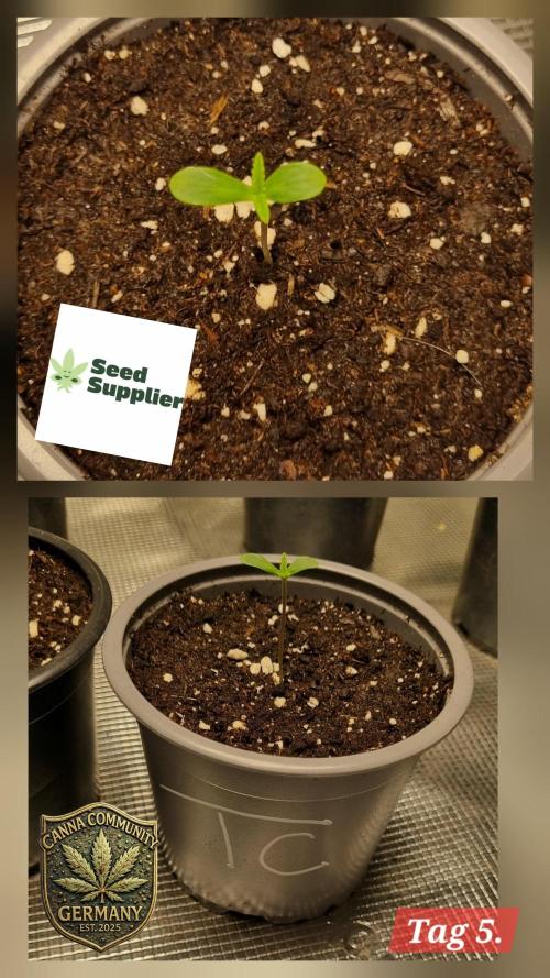 Seed Supplier Project. Week 1 - Perfekte Symmetrie. Die Keimblätter haben sich voll entfaltet 