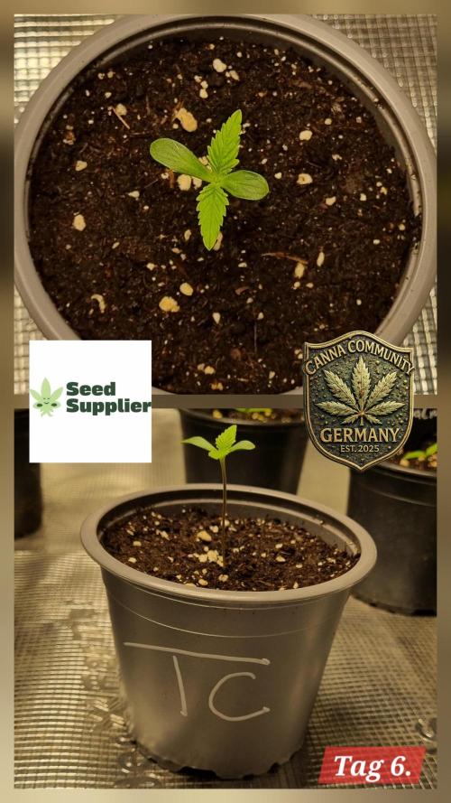Seed Supplier Project. Week 1 - Ersten gezackten Blätter. Ein sehr sauberer und schneller Fortschritt 