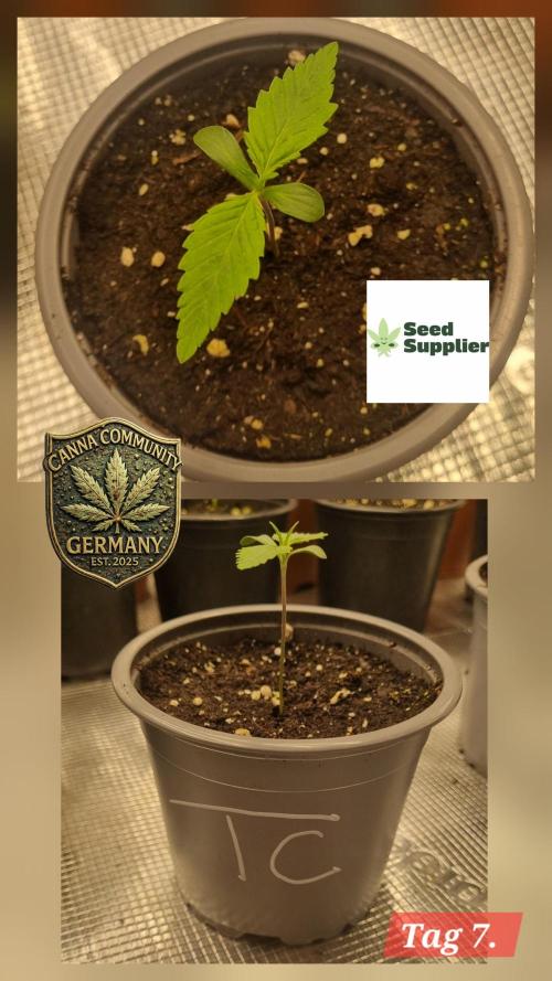 Seed Supplier Project. Week 1 - Stabil, grün und kerngesund, so wünscht man sich einen Keimling!