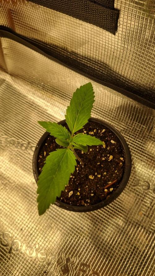 Seed Supplier Project. Week 2 - Man erkennt die Flecken 
