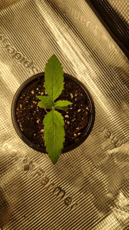 Seed Supplier Project. Week 2