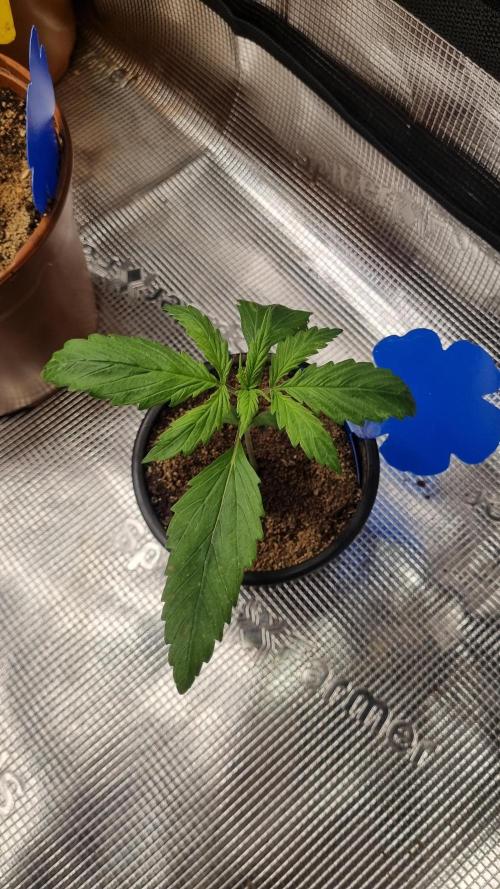 Seed Supplier Project. Week 2