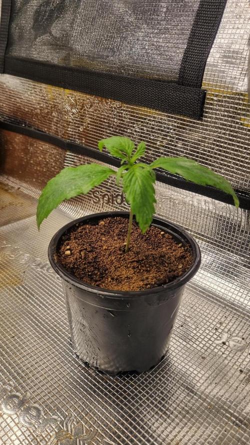 Seed Supplier Project. Week 2