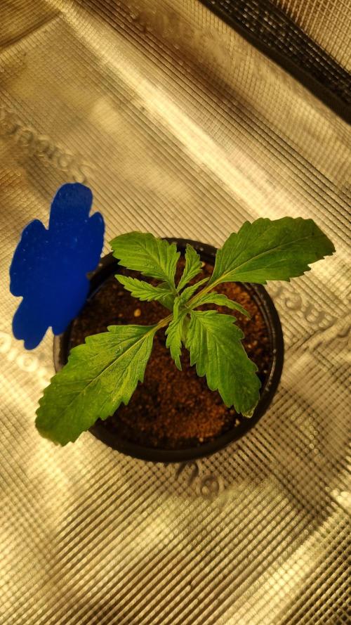 Seed Supplier Project. Week 2