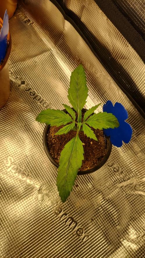 Seed Supplier Project. Week 2