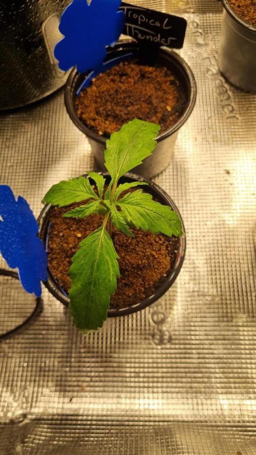 Seed Supplier Project. Week 2 - Nach dem abduschen 💀