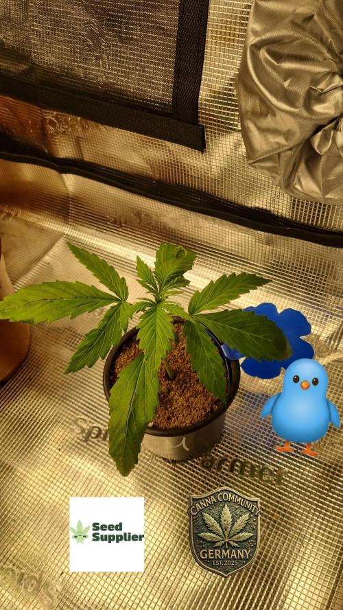 Seed Supplier Project. Week 2 - 🙏