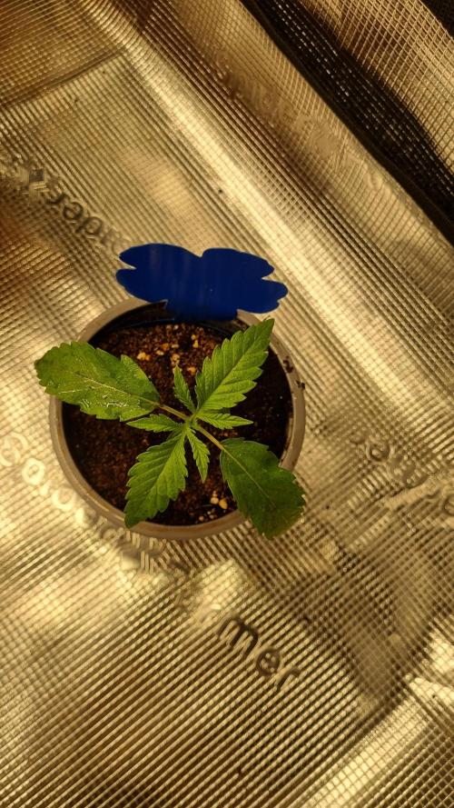 Seed Supplier Project. Week 2