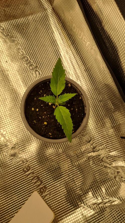 Seed Supplier Project. Week 2