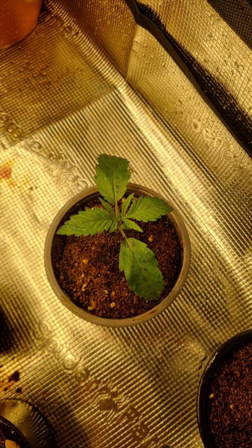 Seed Supplier Project. Week 2