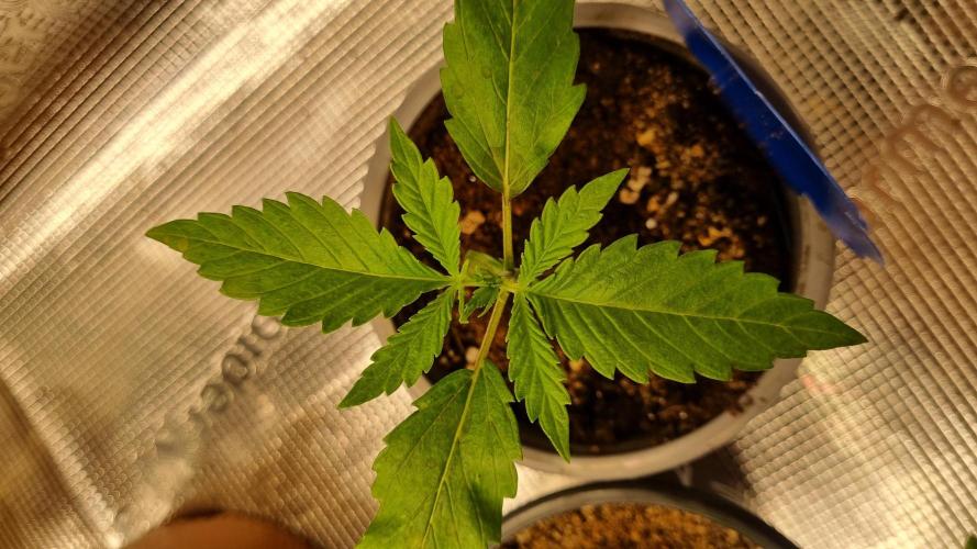 Seed Supplier Project. Week 2