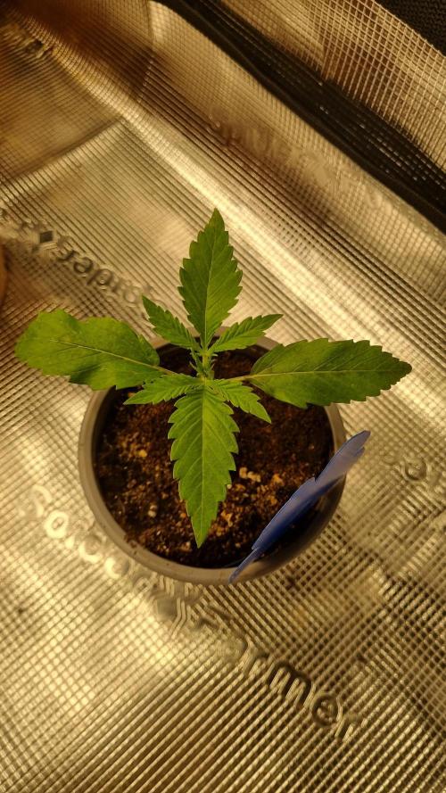 Seed Supplier Project. Week 2