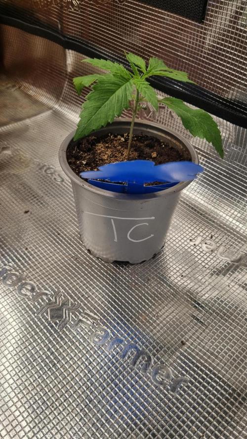 Seed Supplier Project. Week 2
