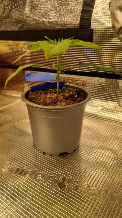 Seed Supplier Project. Week 2