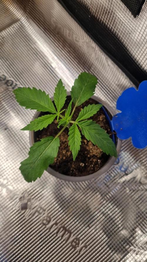 Seed Supplier Project. Week 2