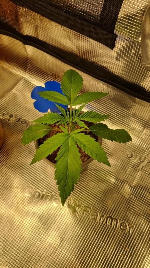 Seed Supplier Project. Week 2