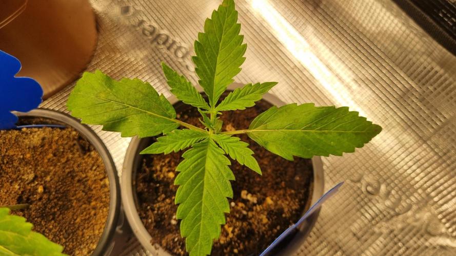 Seed Supplier Project. Week 2