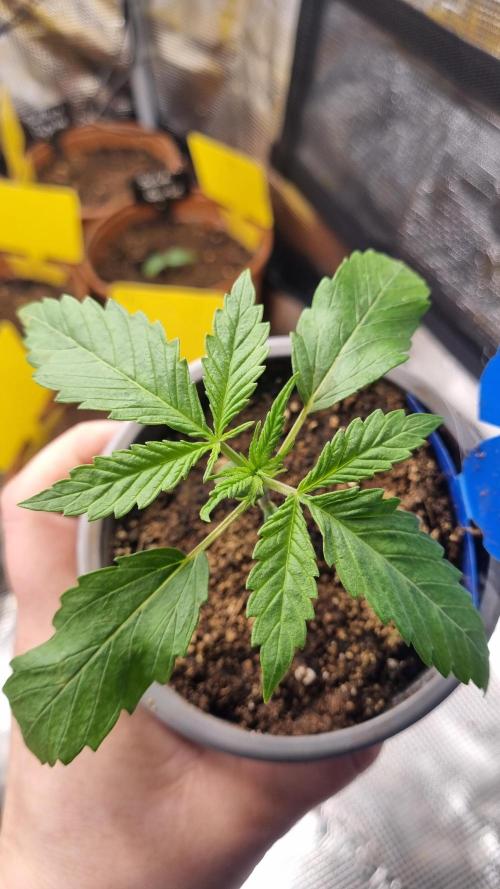 Seed Supplier Project. Week 2