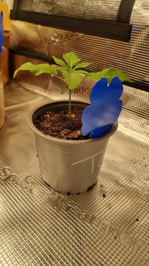 Seed Supplier Project. Week 2