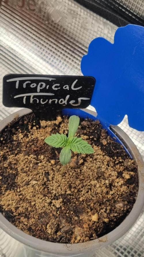 Seed Supplier Project. Week 1