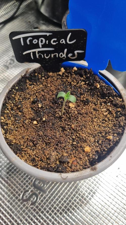 Seed Supplier Project. Week 1