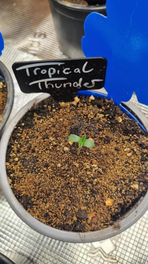 Seed Supplier Project. Week 1