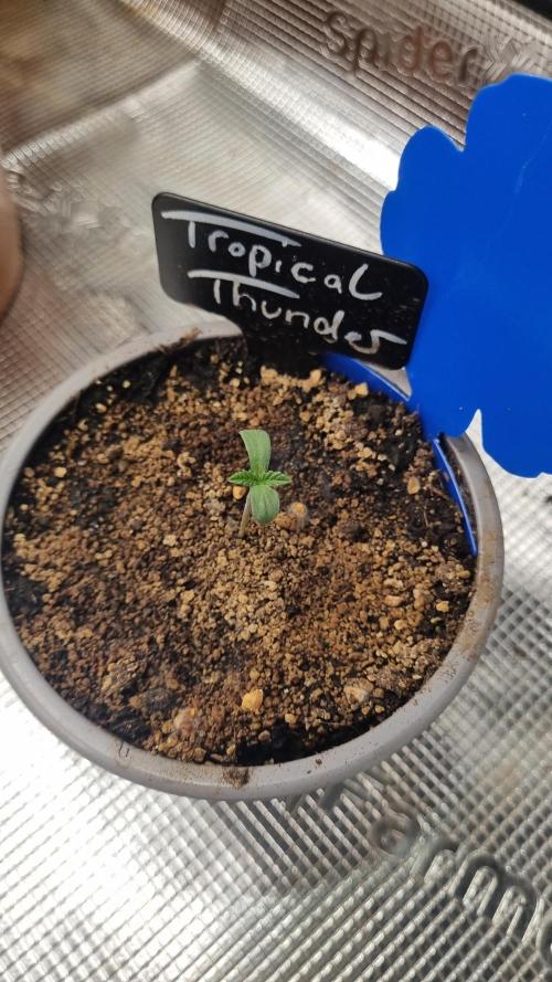 Seed Supplier Project. Week 1