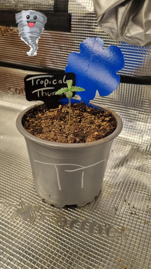 Seed Supplier Project. Week 1