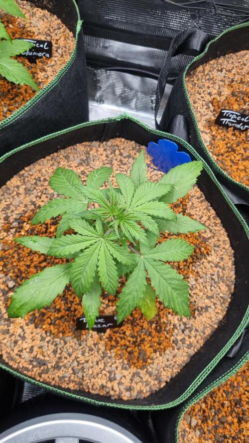 Seed Supplier Project. Week 3