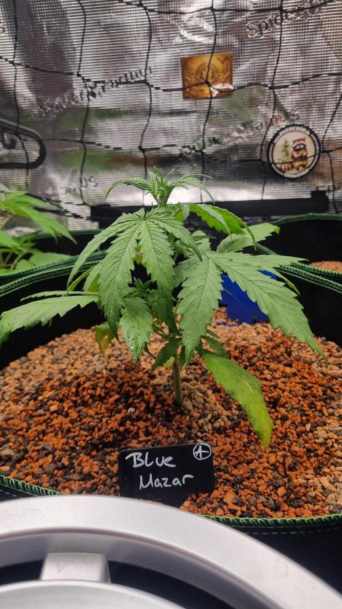 Seed Supplier Project. Week 3