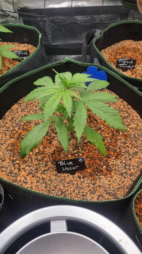 Seed Supplier Project. Week 3