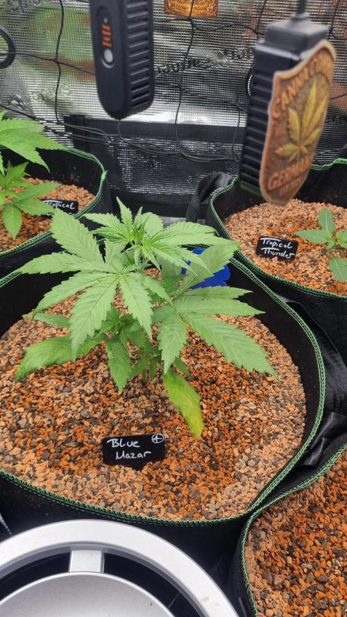 Seed Supplier Project. Week 3