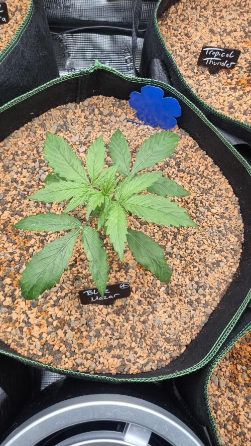 Seed Supplier Project. Week 3