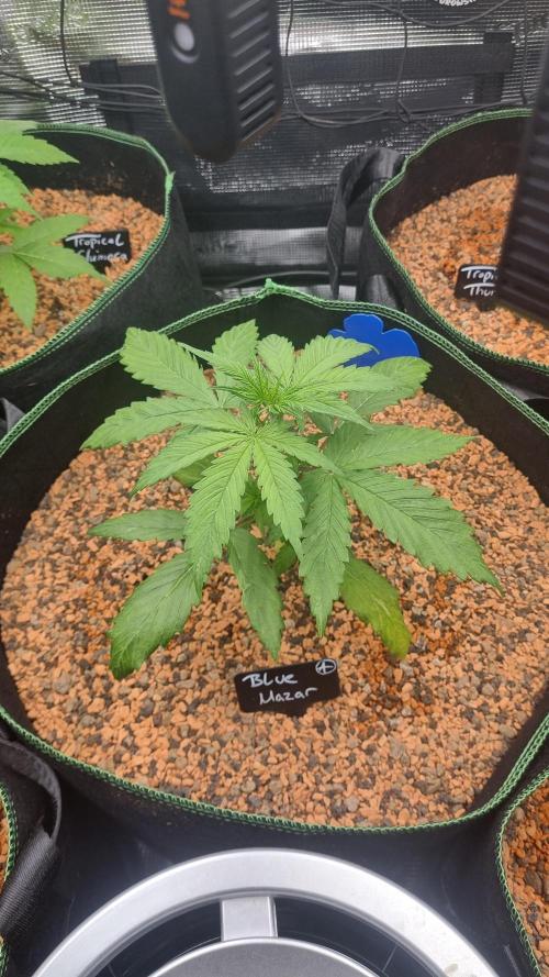 Seed Supplier Project. Week 3