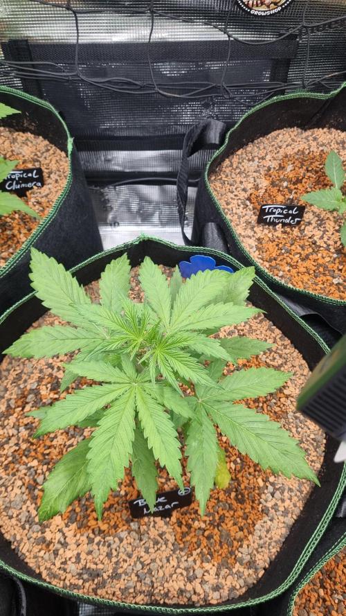 Seed Supplier Project. Week 3