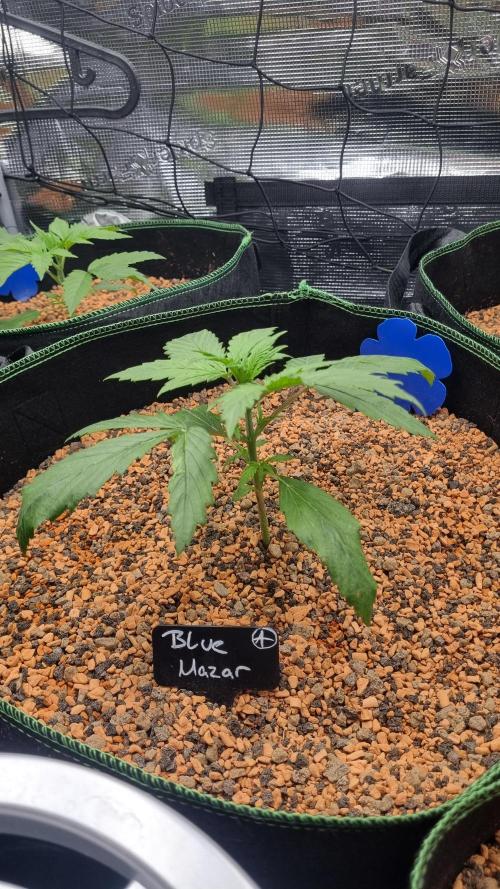 Seed Supplier Project. Week 3