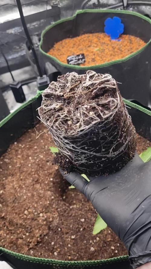 Seed Supplier Project