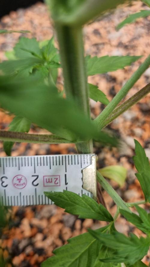 Seed Supplier Project. Week 3