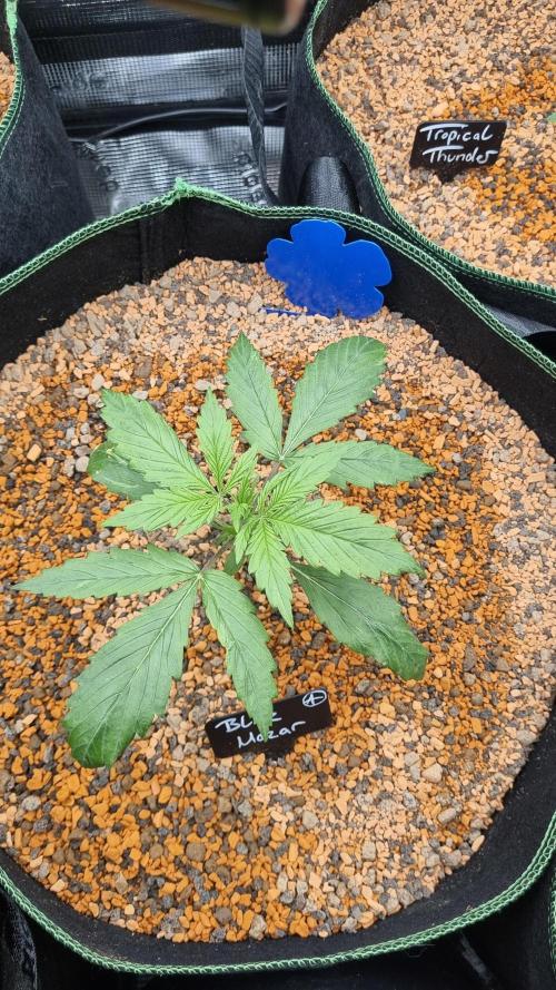 Seed Supplier Project. Week 3