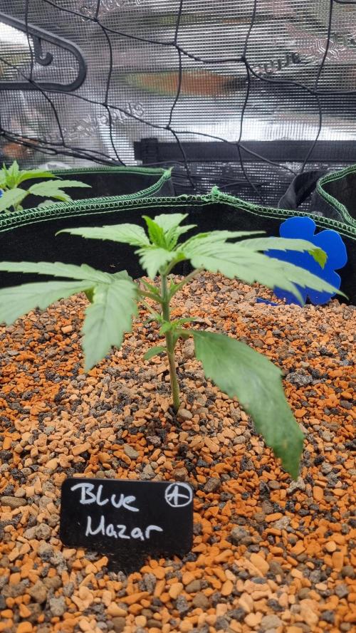 Seed Supplier Project. Week 3