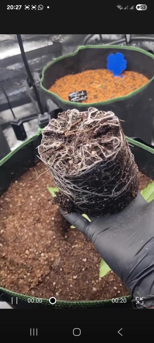 Seed Supplier Project
