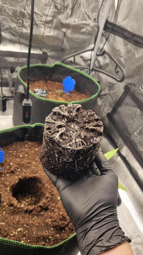 Seed Supplier Project. Week 3
