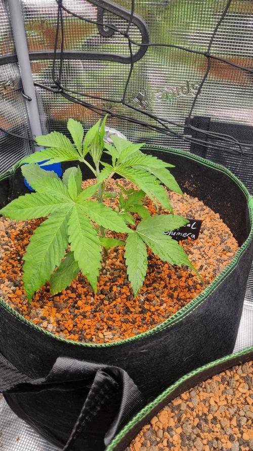 Seed Supplier Project. Week 3