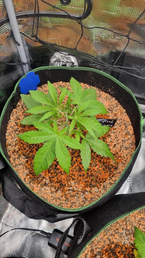Seed Supplier Project. Week 3